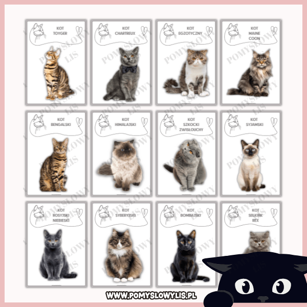 Rasy kotów – zestaw 33 plansz demonstracyjnych - obrazek 3