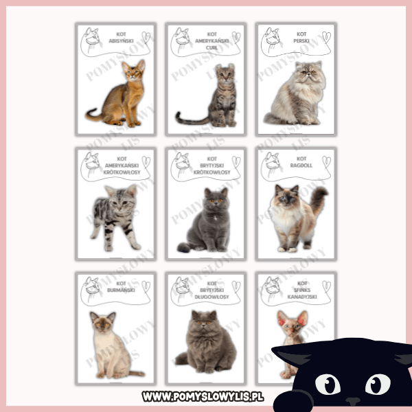 Rasy kotów – zestaw 33 plansz demonstracyjnych - obrazek 4