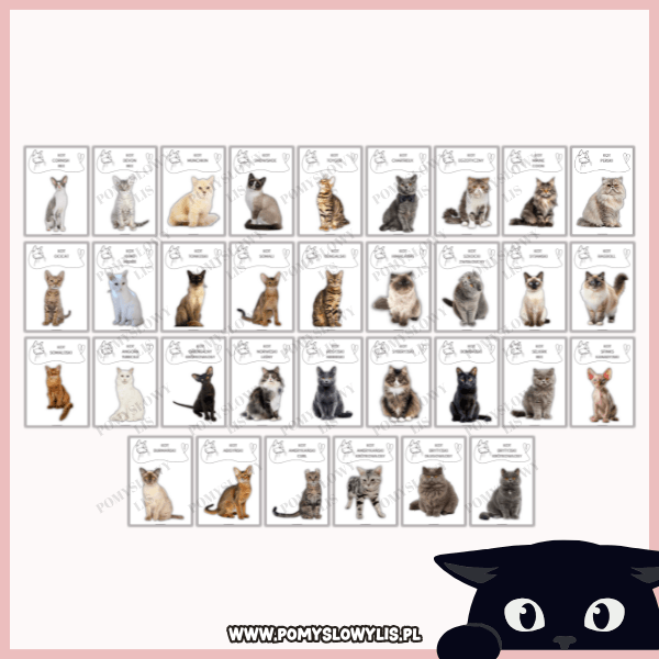 Rasy kotów – zestaw 33 plansz demonstracyjnych - obrazek 5