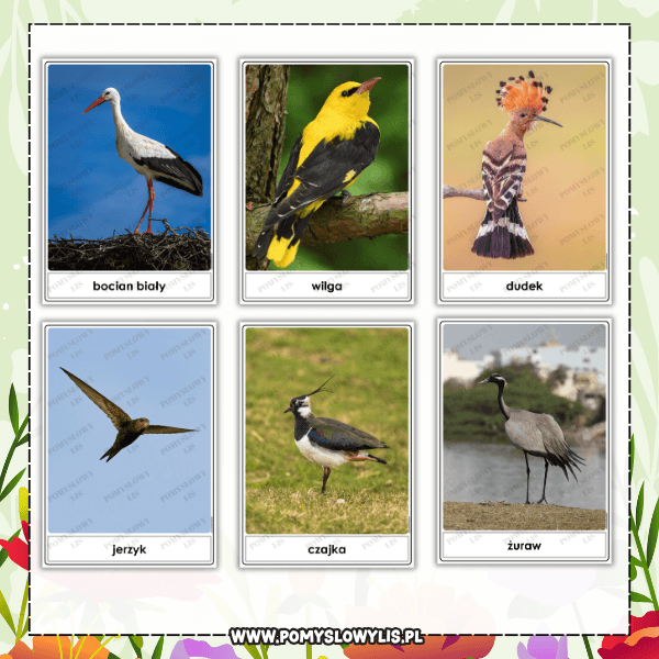 Ptaki przylatujące na wiosnę – zestaw 21 plansz demonstracyjnych - obrazek 2